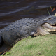 Image for article titled "Meth-gators" don't exist, it was just some Tennessee cops being irresponsible weiners